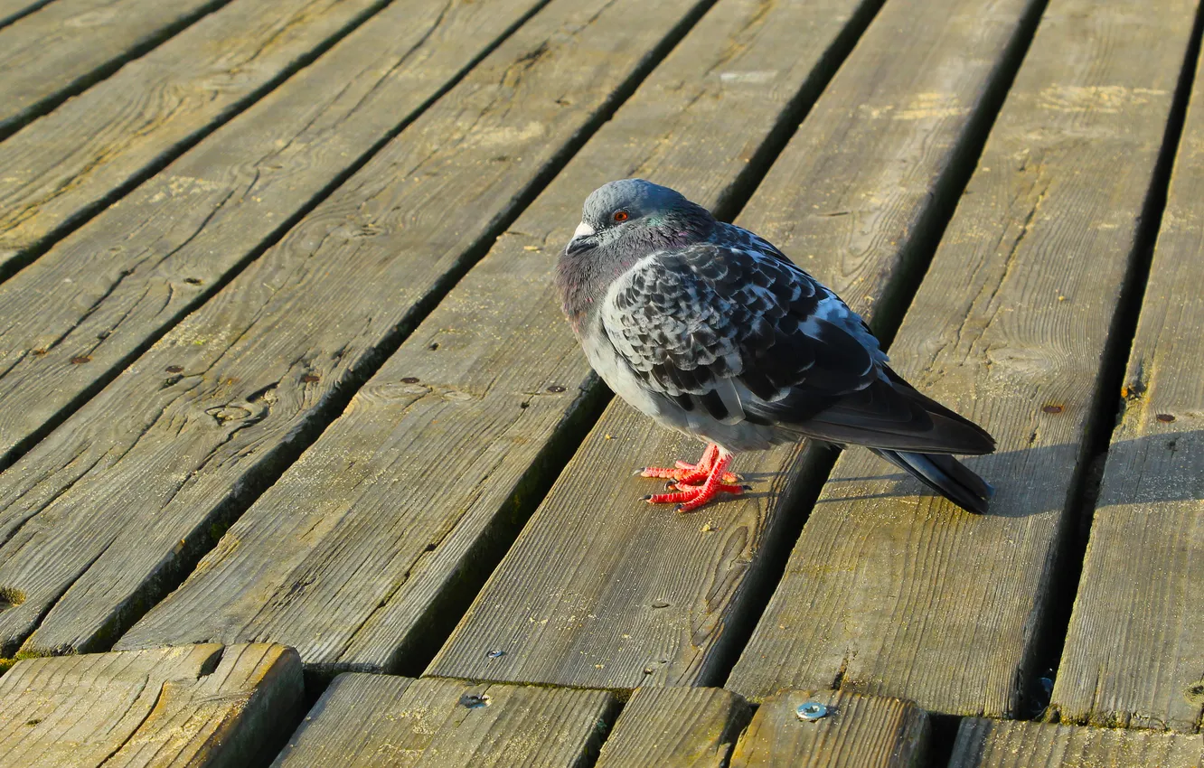 Photo wallpaper bird, pigeon, boards