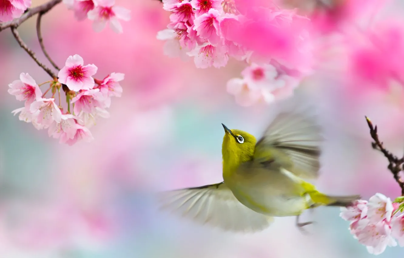 Photo wallpaper branches, spring, Sakura, flight, bird, white-eyed, FuYi Chen, white eye