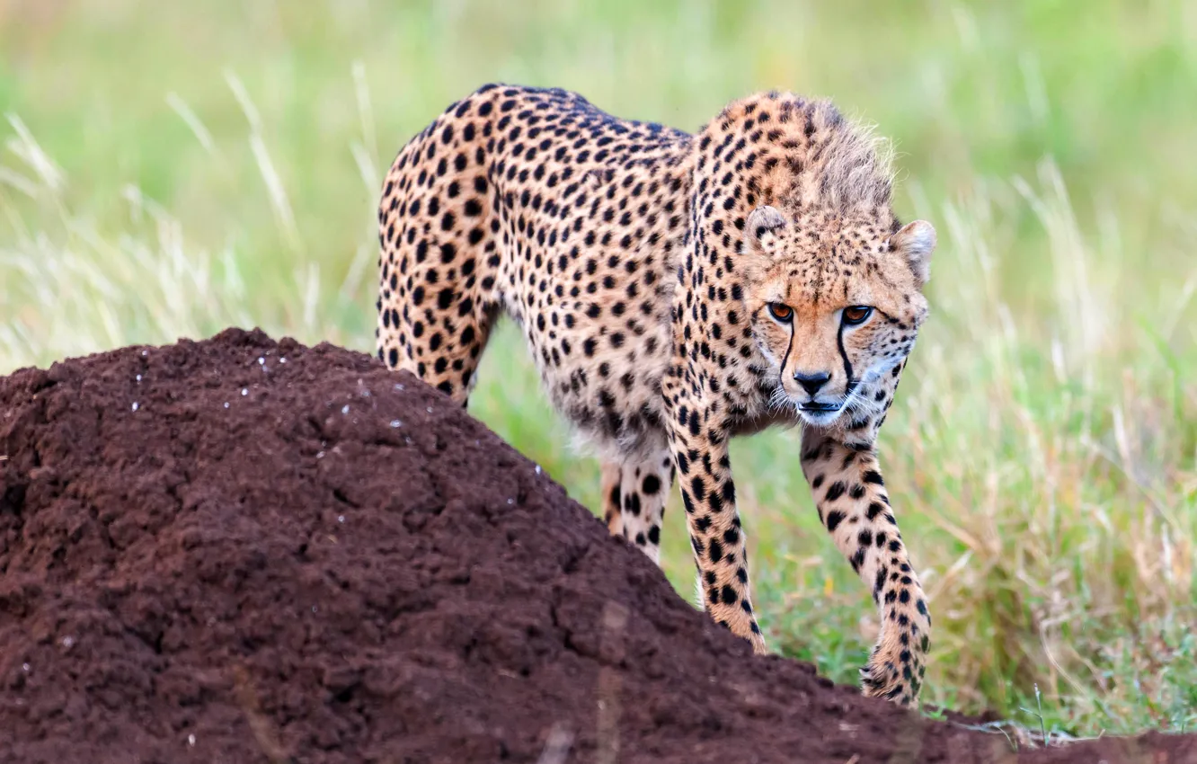 Photo wallpaper look, face, pose, Cheetah, the ground, hill