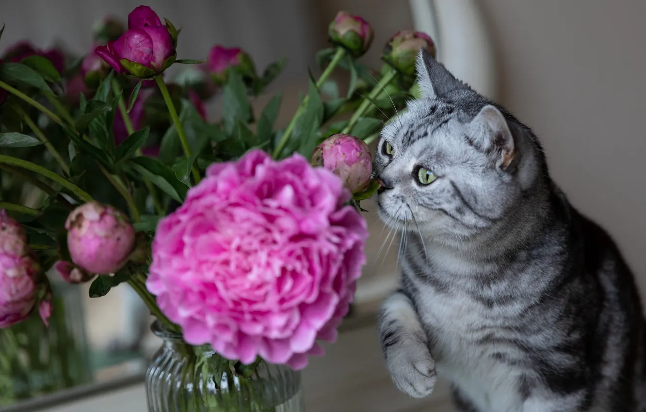 Photo wallpaper cat, cat, flowers, pose, bouquet, Bank, pink, grey
