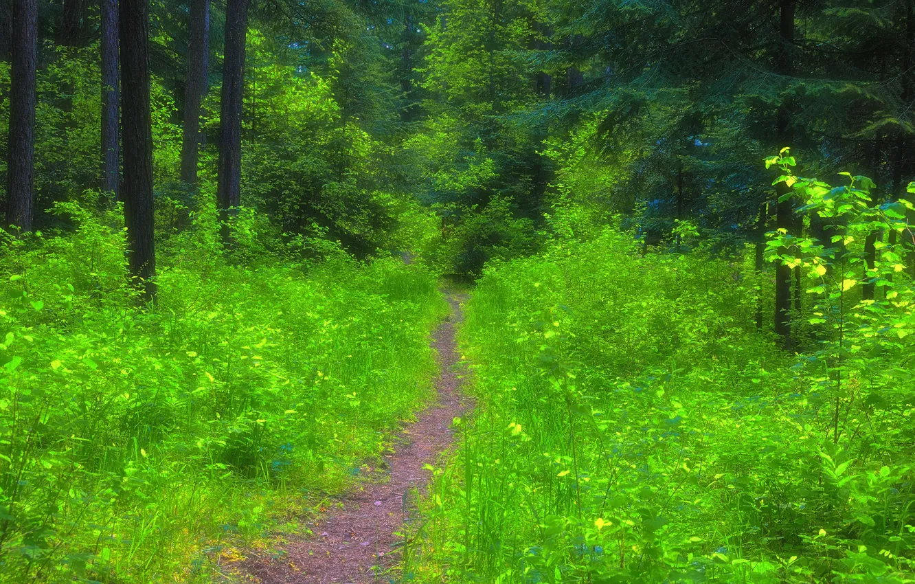 Photo wallpaper forest, summer, grass, path