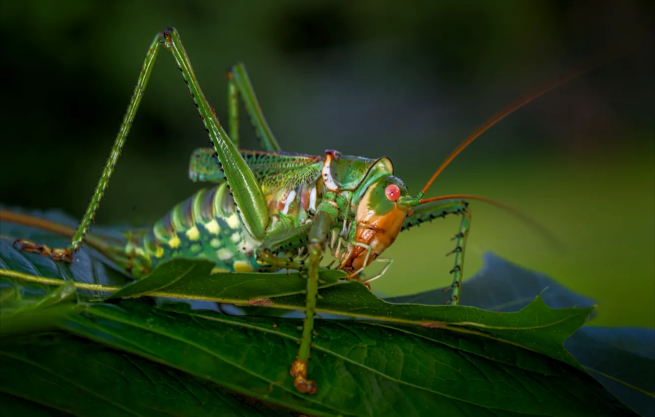 Photo wallpaper macro, insect, grasshopper, locust