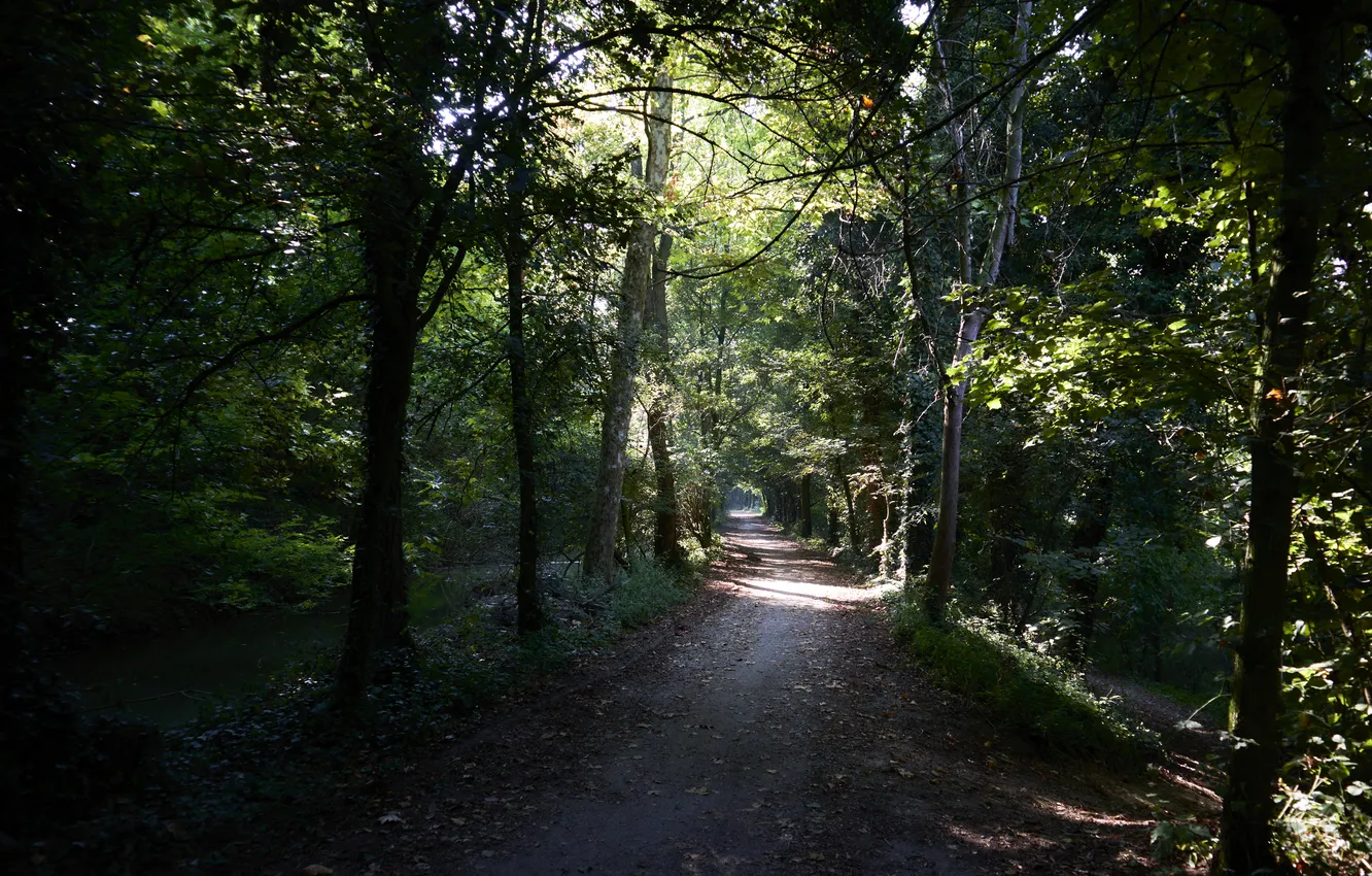 Photo wallpaper summer, summer, the rays of the sun, Ray Of Light, a path in the forest, …
