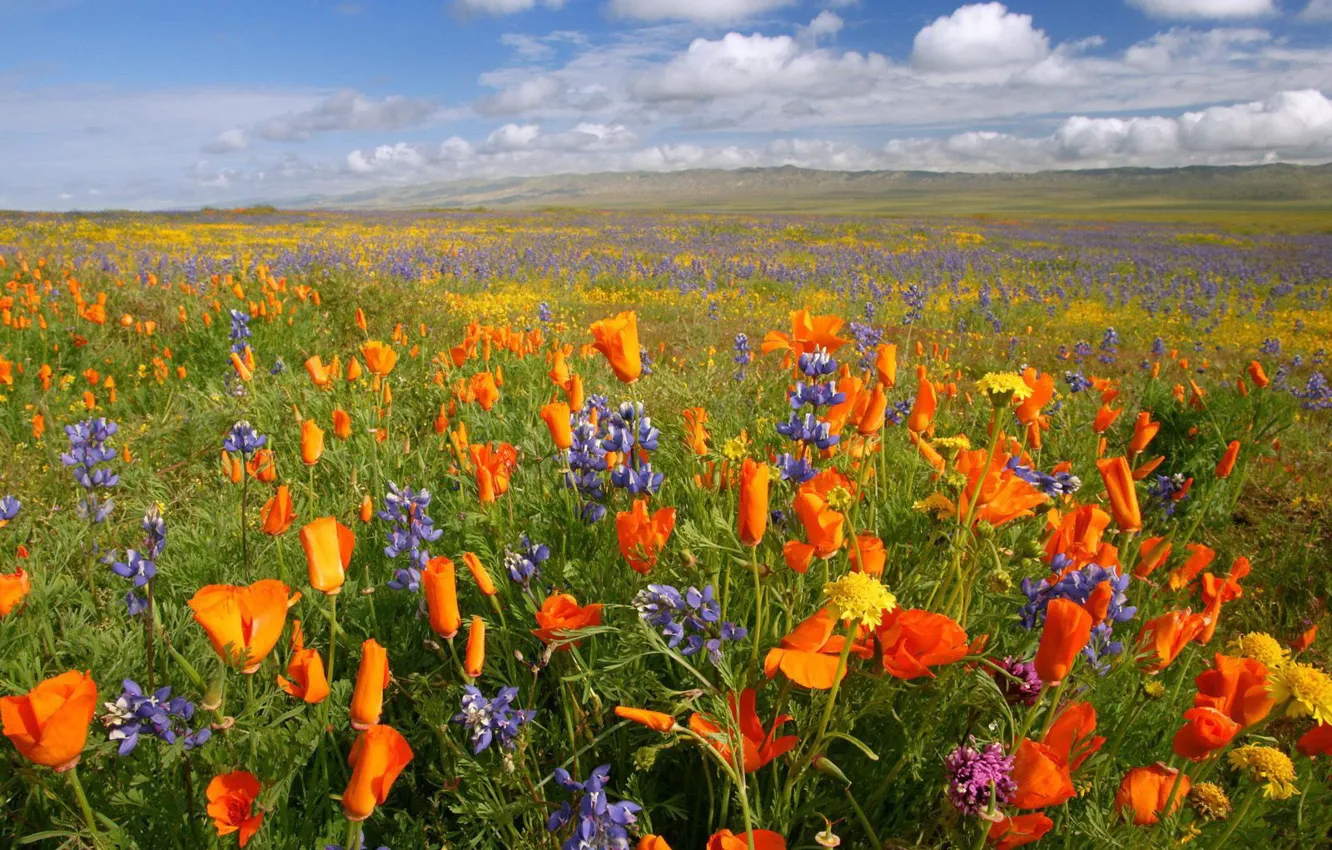 Photo wallpaper field, clouds, flowers, mountains