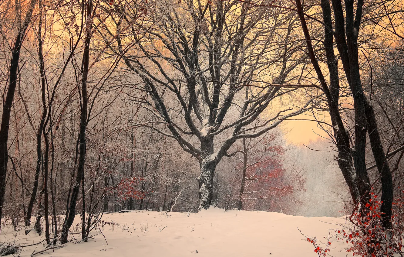 Photo wallpaper winter, forest, snow, trees, Nature, the evening, frost, forest
