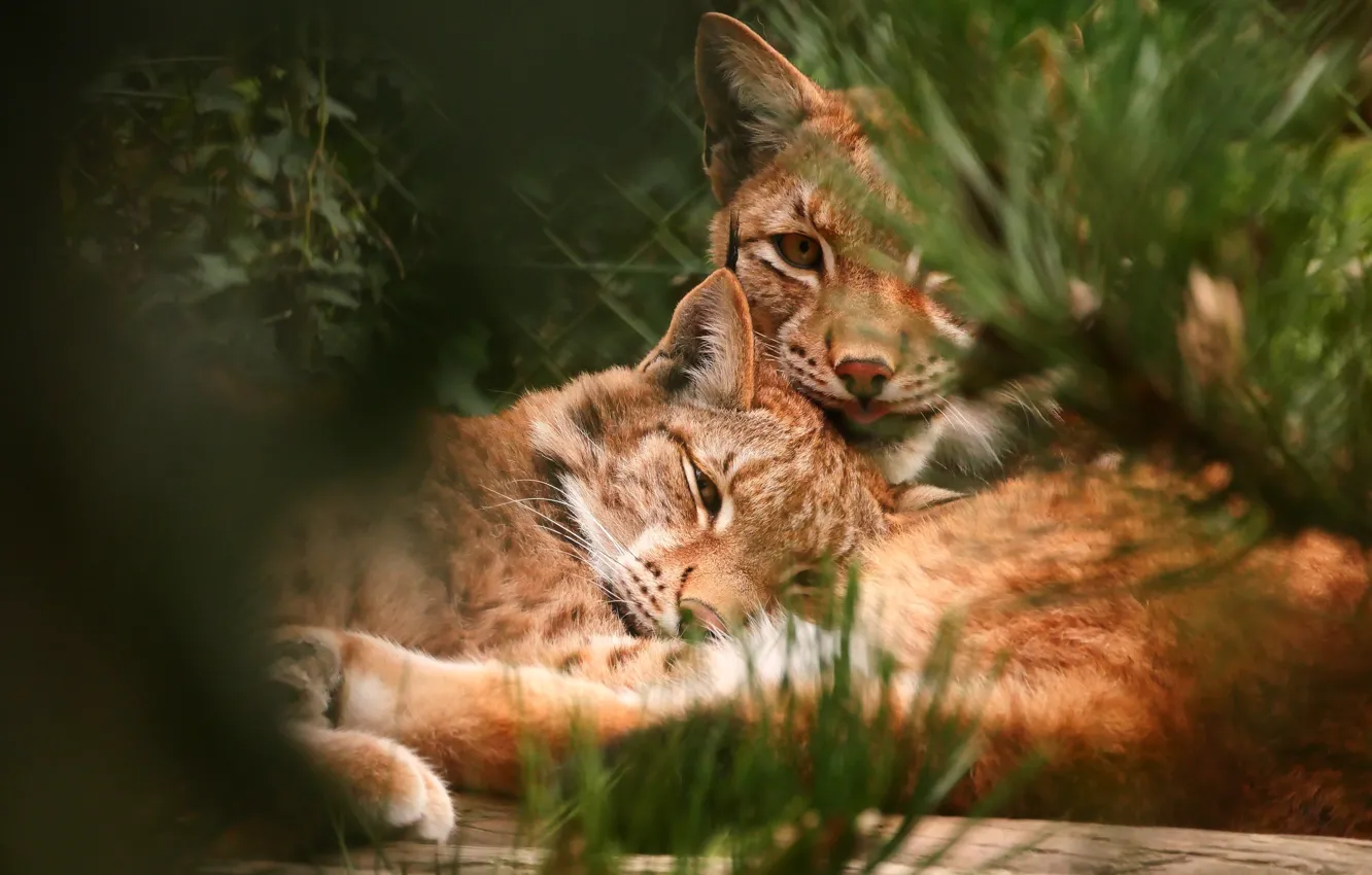 Photo wallpaper look, face, two, pair, lies, lynx, lynx, bokeh