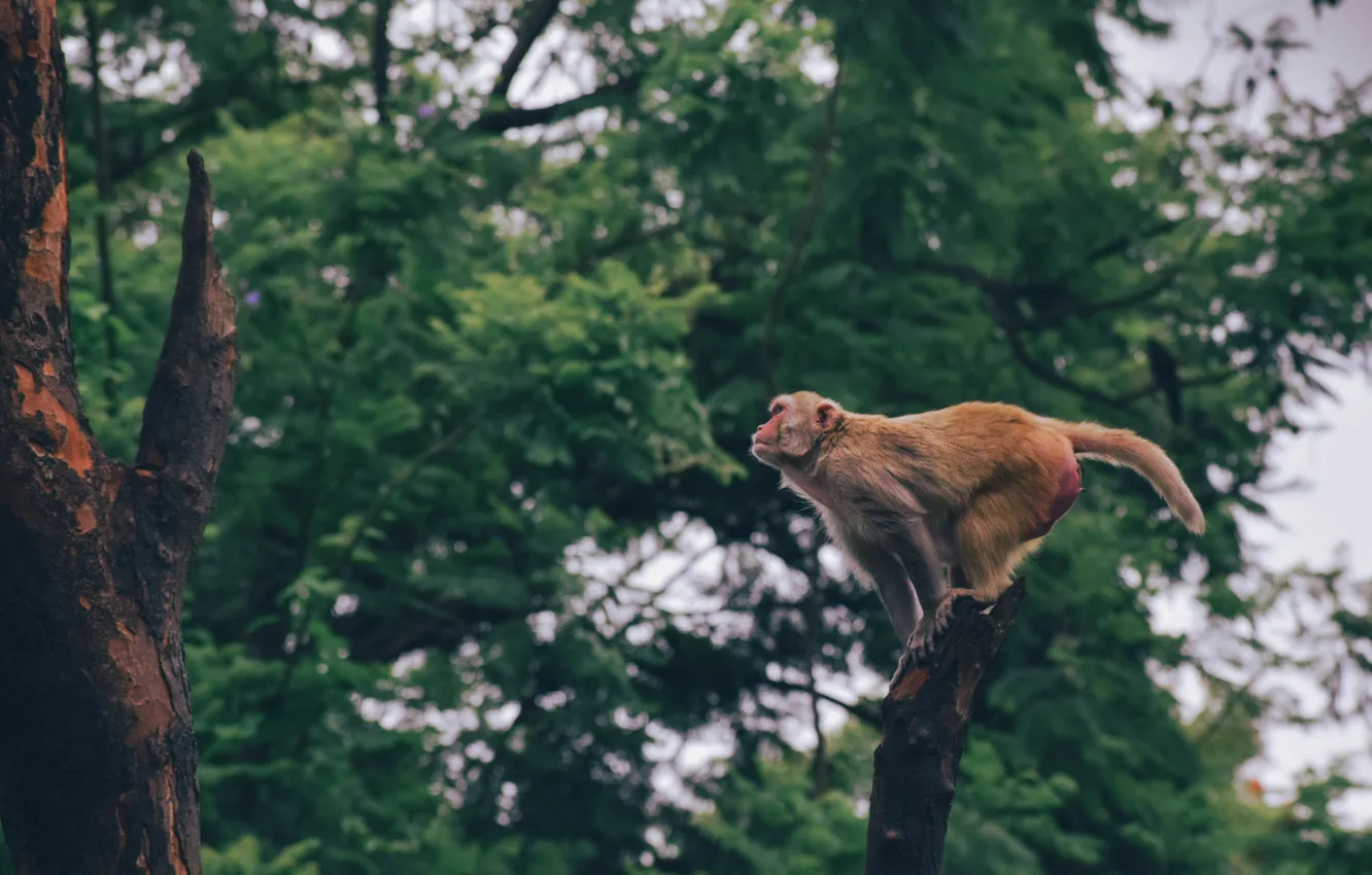 Photo wallpaper trees, jump, natural nature, The red-haired monkey