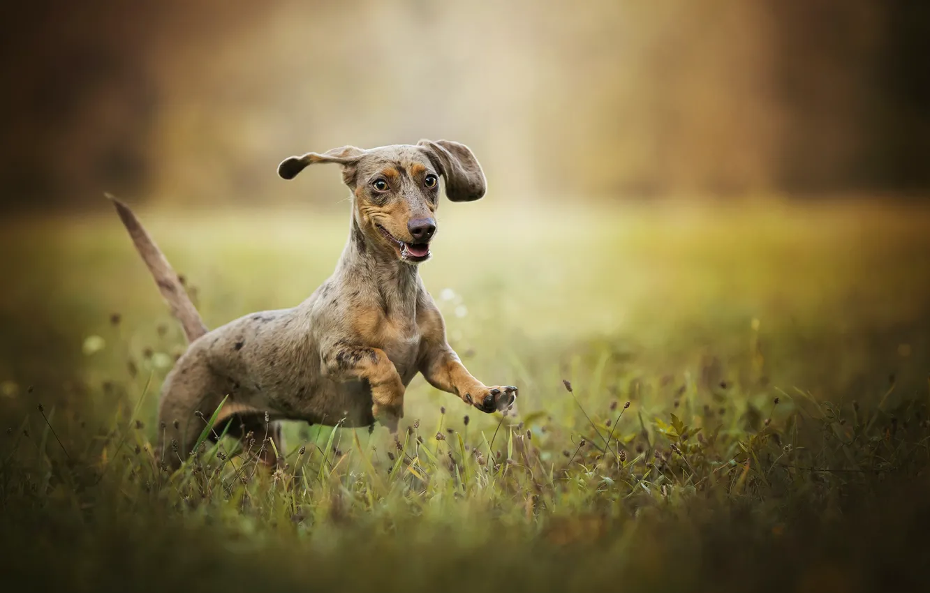 Photo wallpaper grass, joy, mood, Dachshund, walk, bokeh, dog