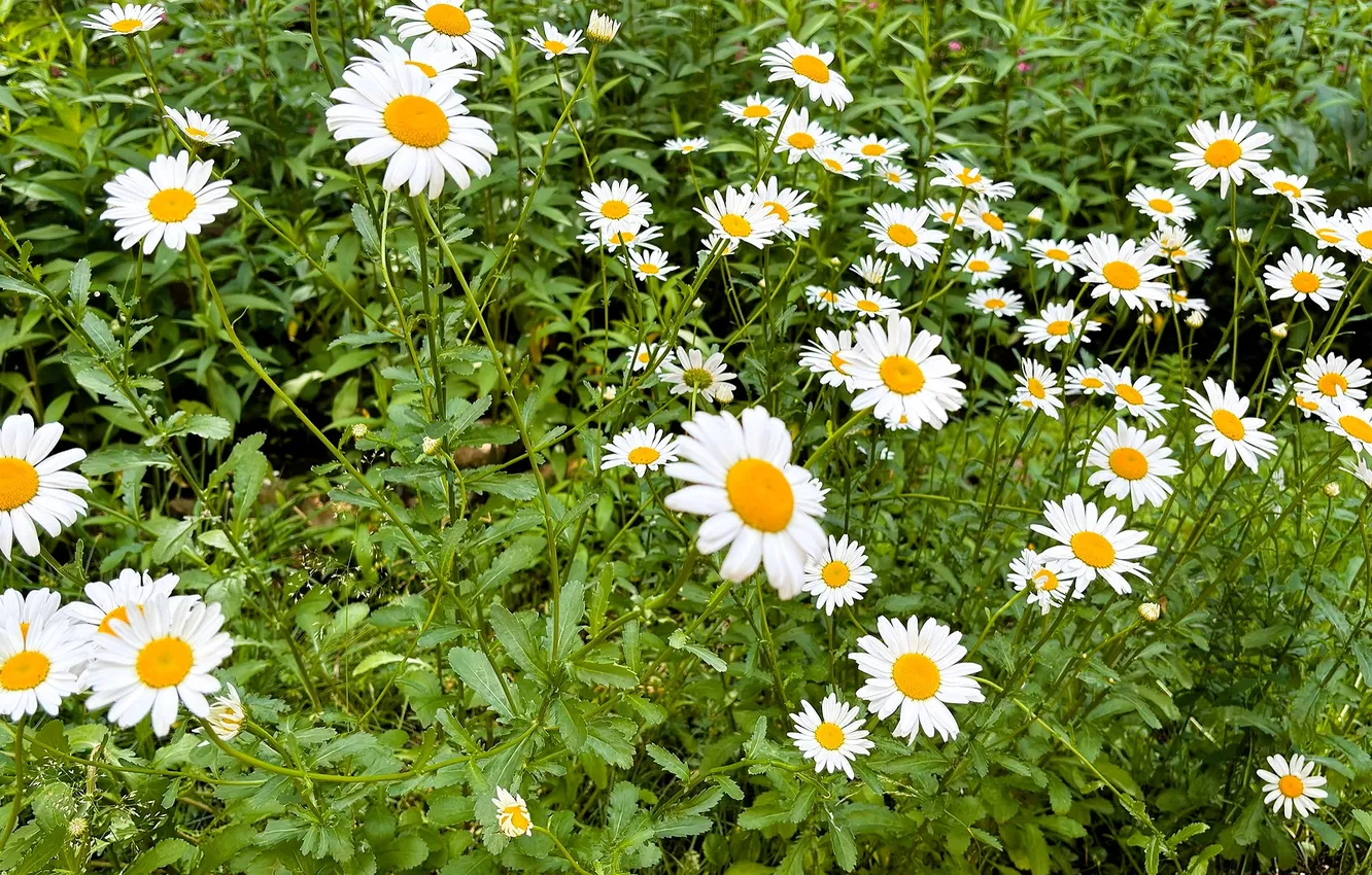 Photo wallpaper field, grass, flowers, chamomile, meadow, white