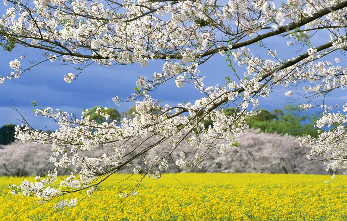 Photo wallpaper Field, Spring, Japan