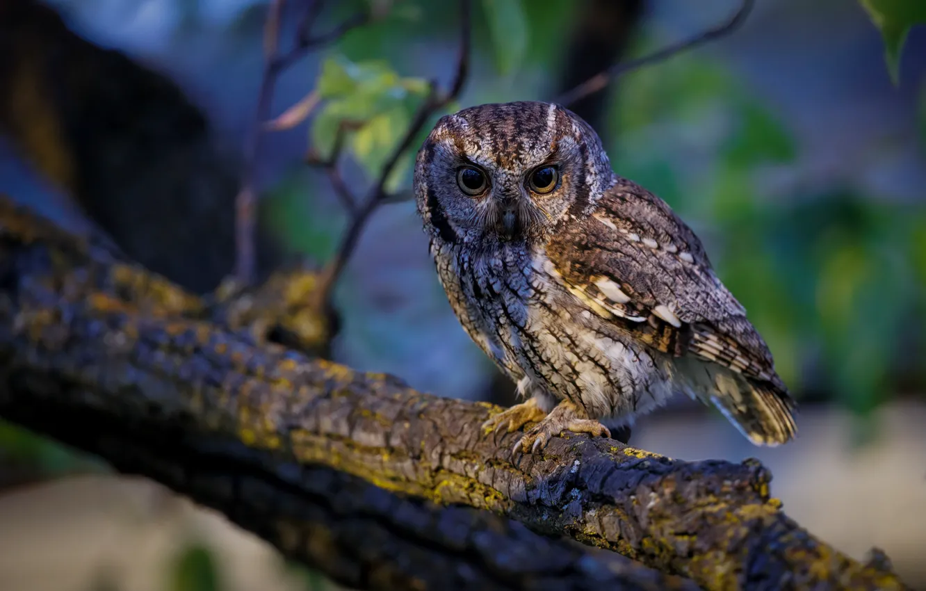 Photo wallpaper trees, owl, bird, bokeh, The Western Screeching Owl