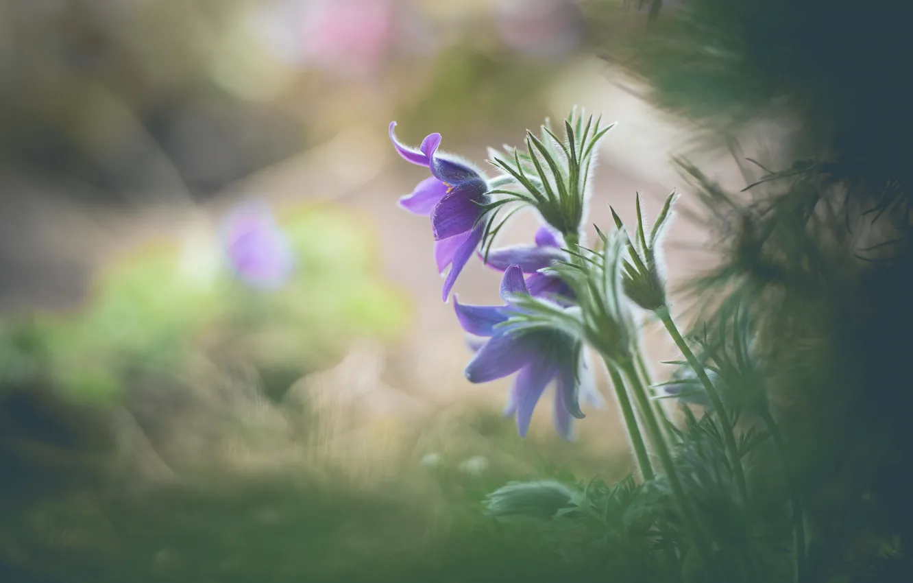 Photo wallpaper leaves, flowers, background, glade, blur, lilac, bokeh, cross