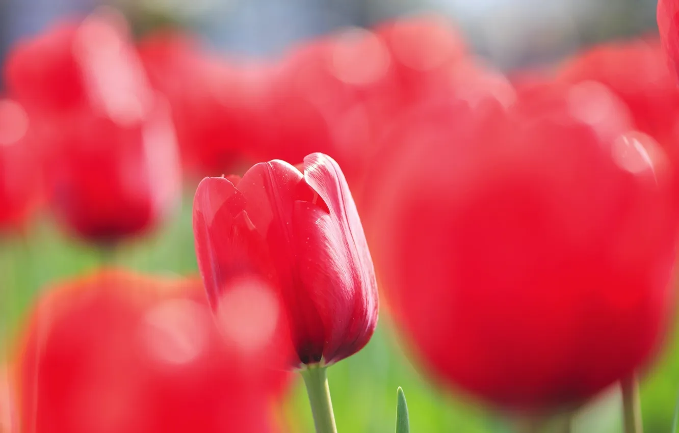 Photo wallpaper field, flowers, focus, tulips, pink, Sunny