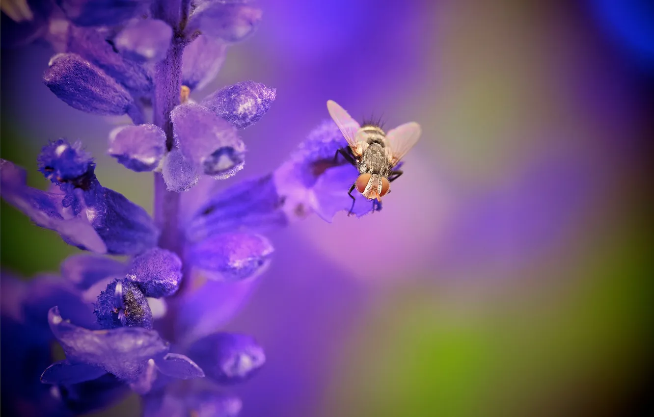 Photo wallpaper flowers, fly, plant, insect