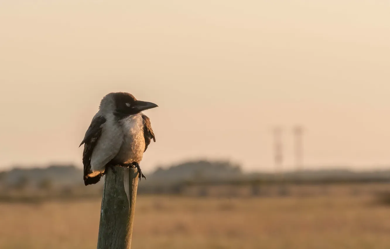 Photo wallpaper nature, background, bird