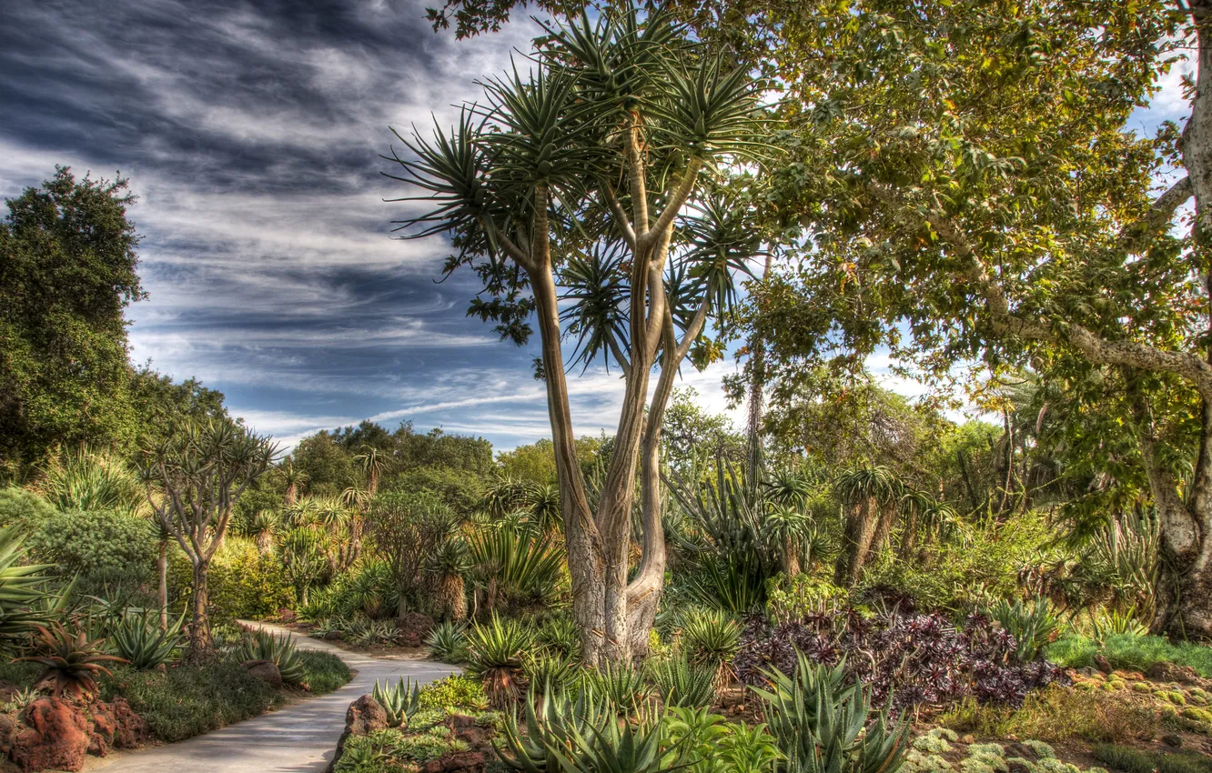Photo wallpaper trees, HDR, garden, cactus, USA, path, the bushes, San Marino