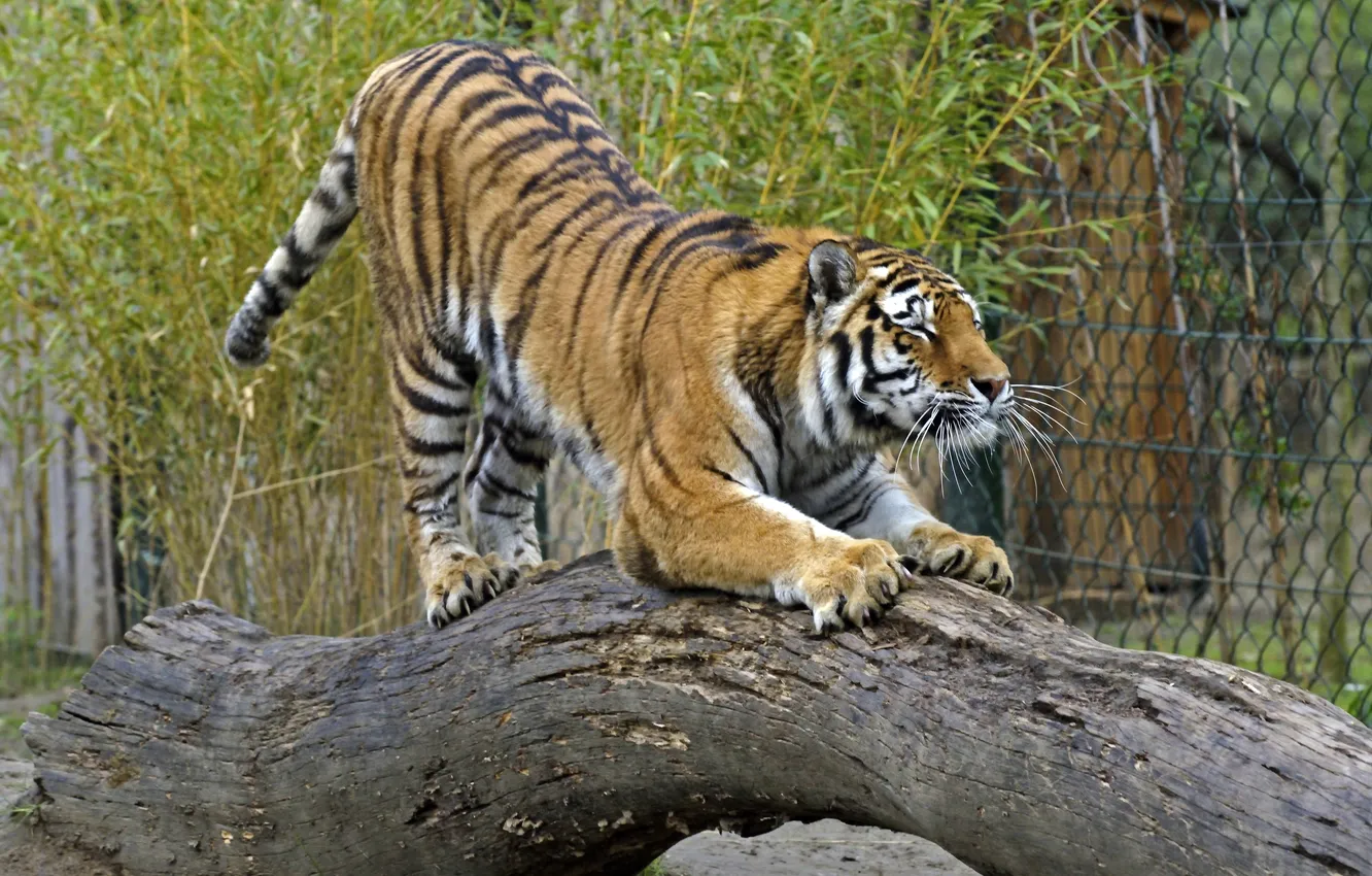 Photo wallpaper cat, tiger, log, Amur