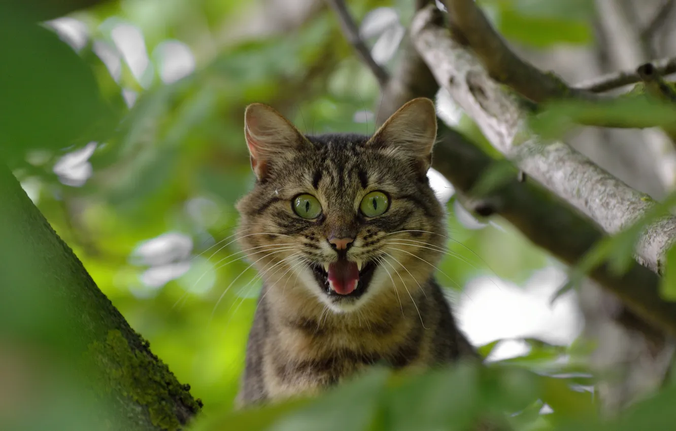 Photo wallpaper cat, trees, background, surprise