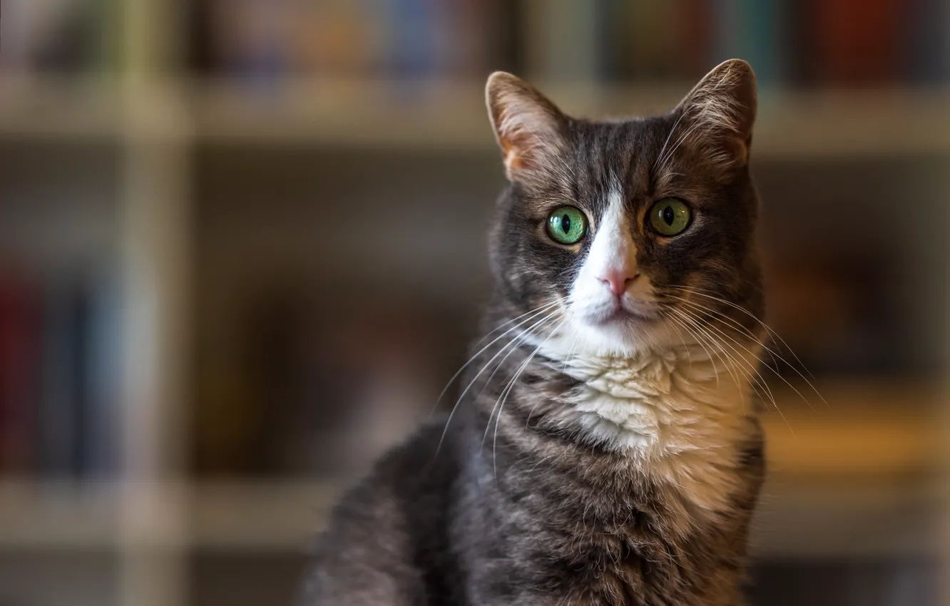 Photo wallpaper cat, cat, look, pose, face