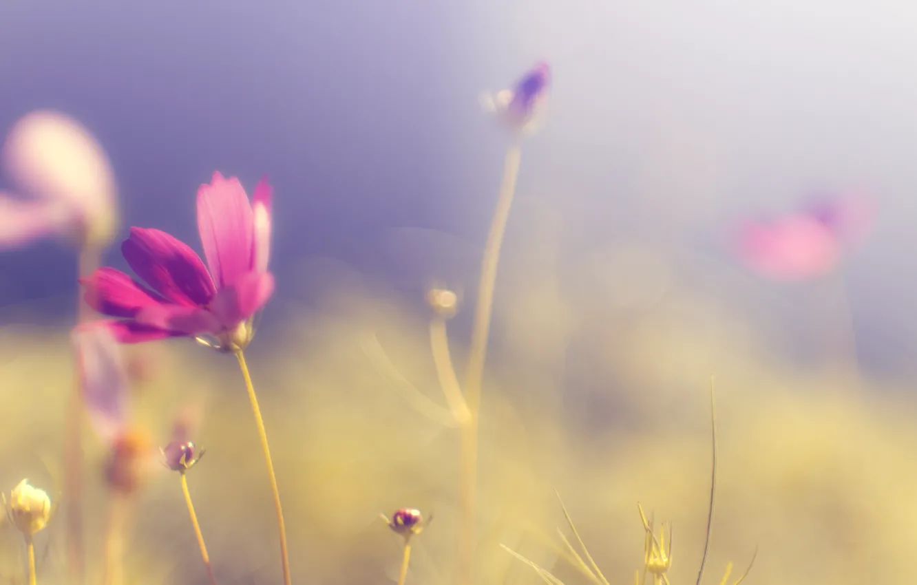 Photo wallpaper field, flower, the sky, grass, color, the sun, macro, light