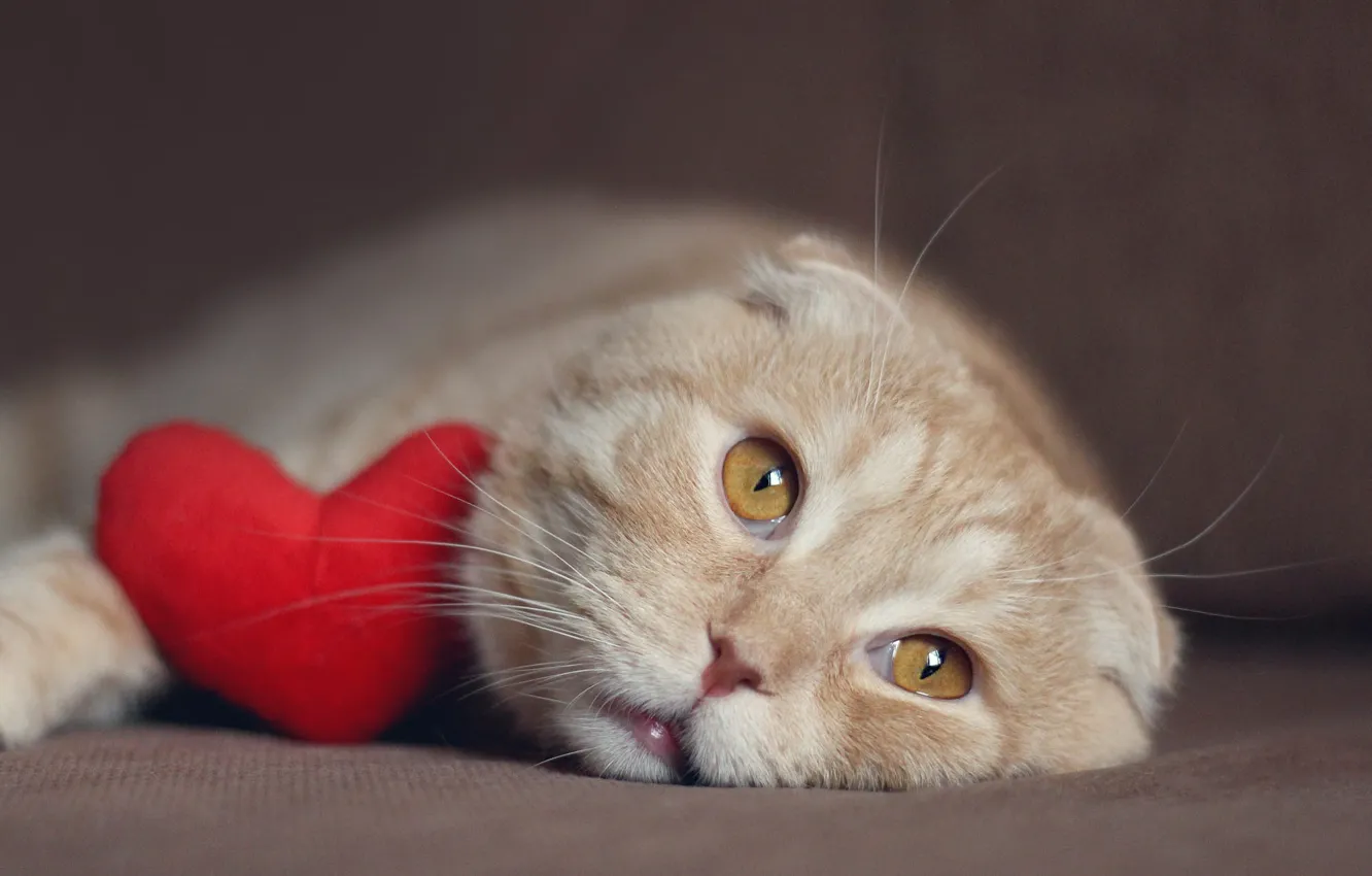 Photo wallpaper cat, cat, face, heart, fold, red, lies