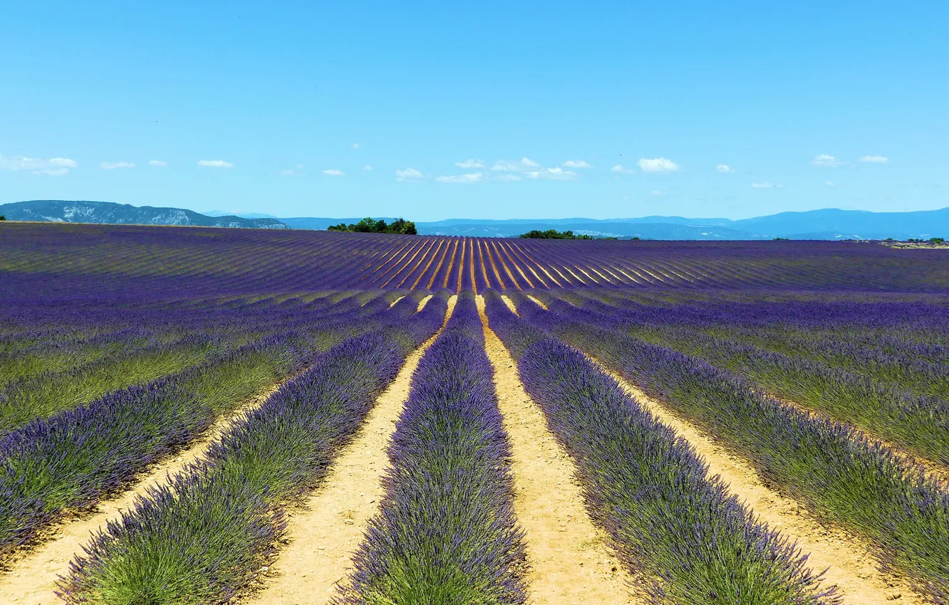 Photo wallpaper field, flowers, blue, a number, lavender, plantation