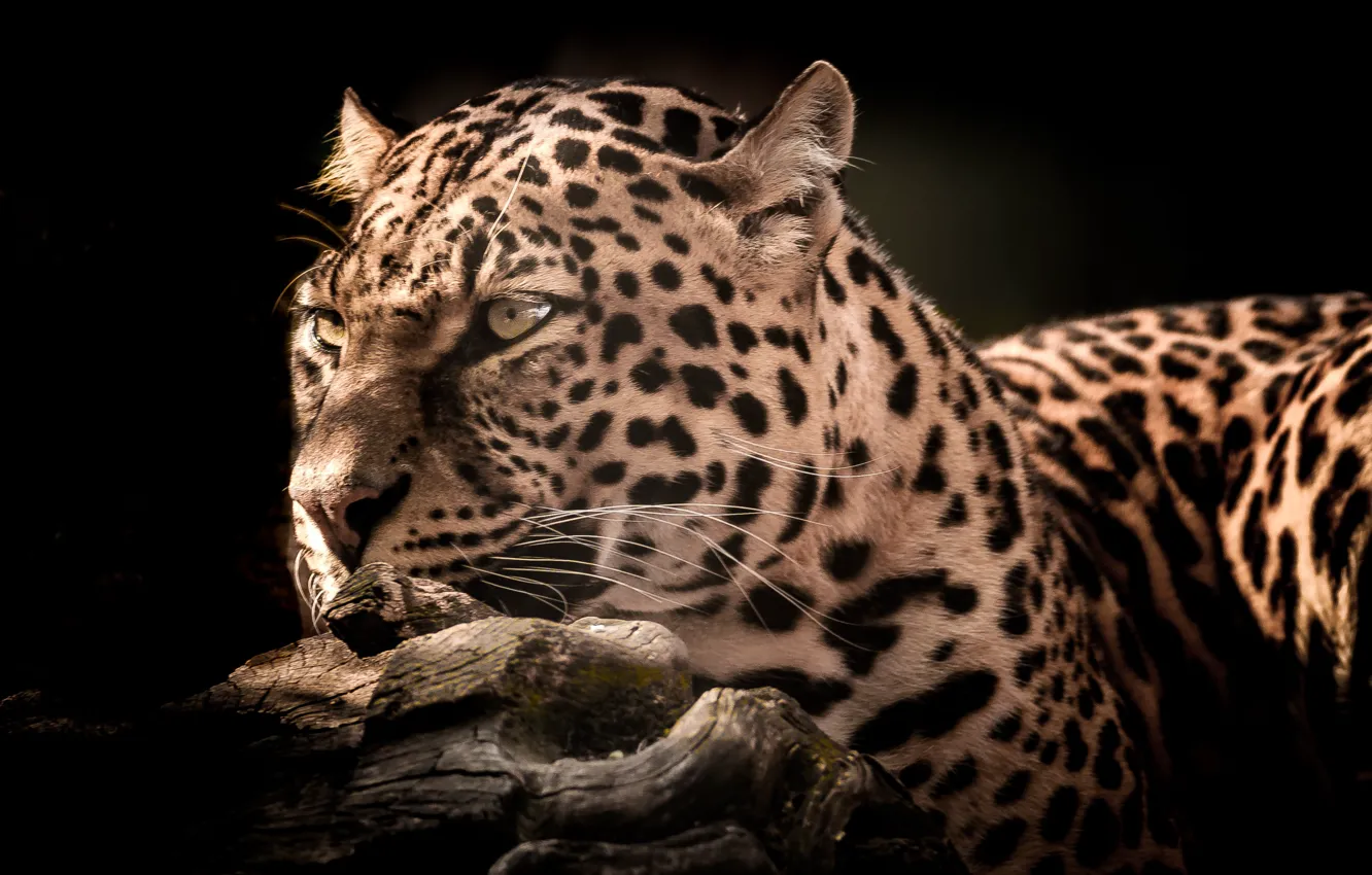 Photo wallpaper Leopard, Look, Mustache, Branch, Face, Predator, Black background, Wild cat