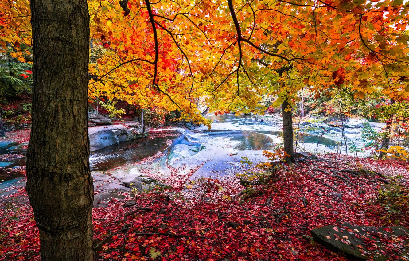 Photo wallpaper autumn, forest, river, red leaves