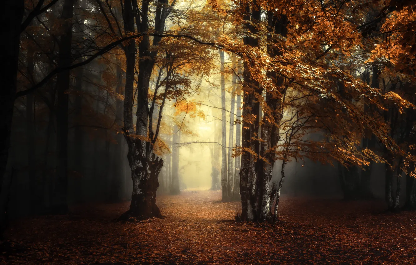 Photo wallpaper autumn, forest, fog