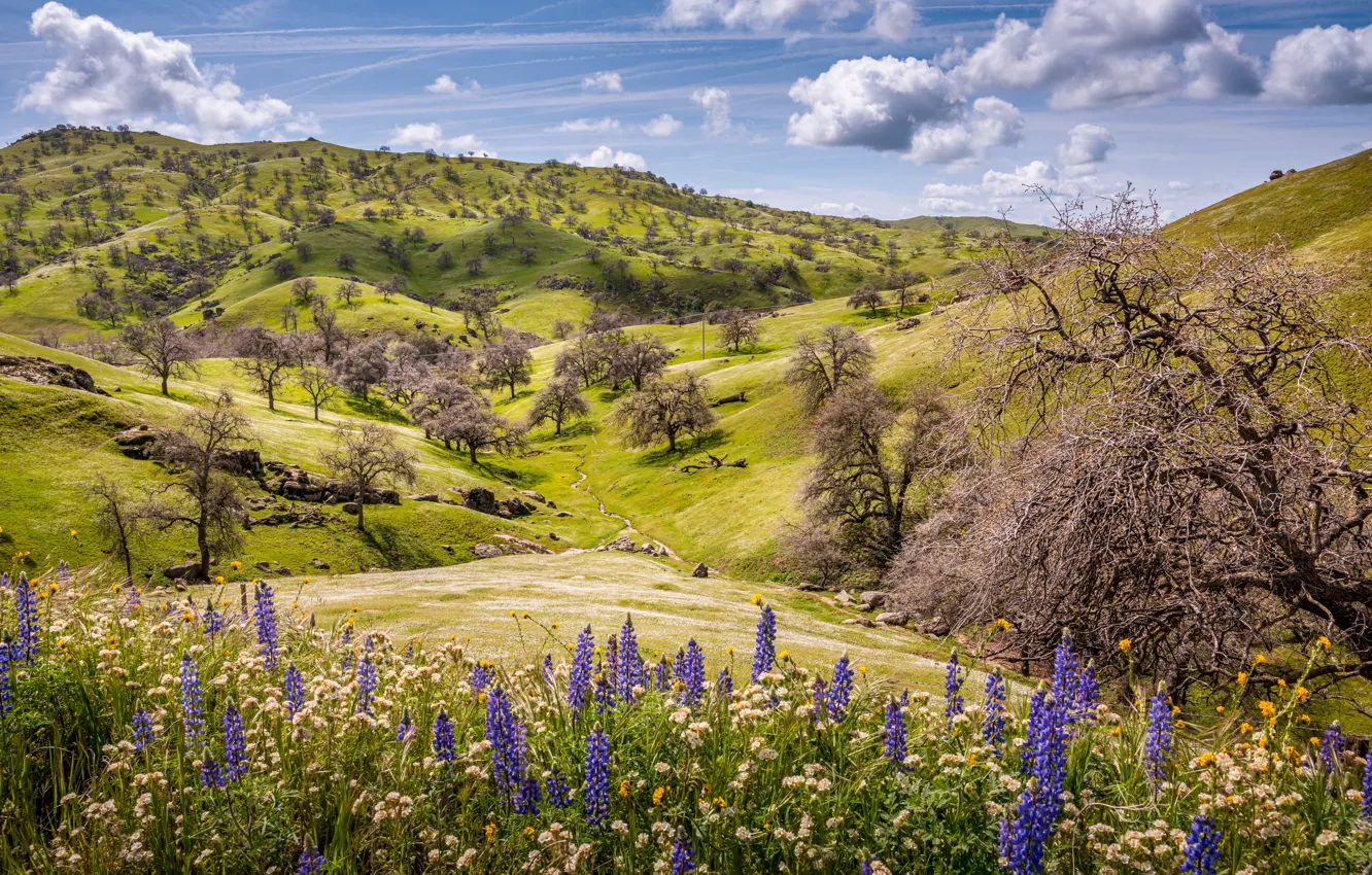 Photo wallpaper flowers, mountains, hills, spring, Muscari
