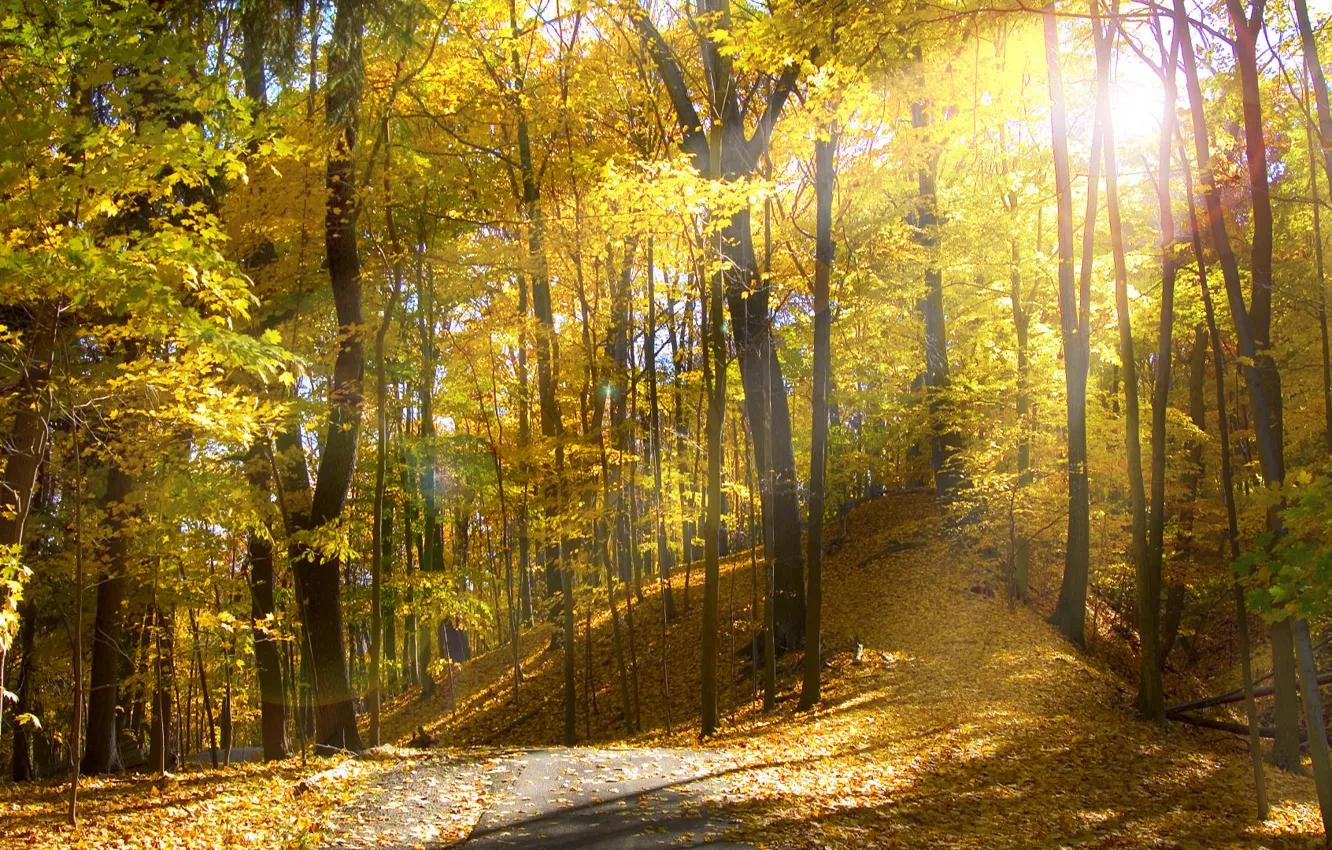 Photo wallpaper autumn, the sun, Ohio
