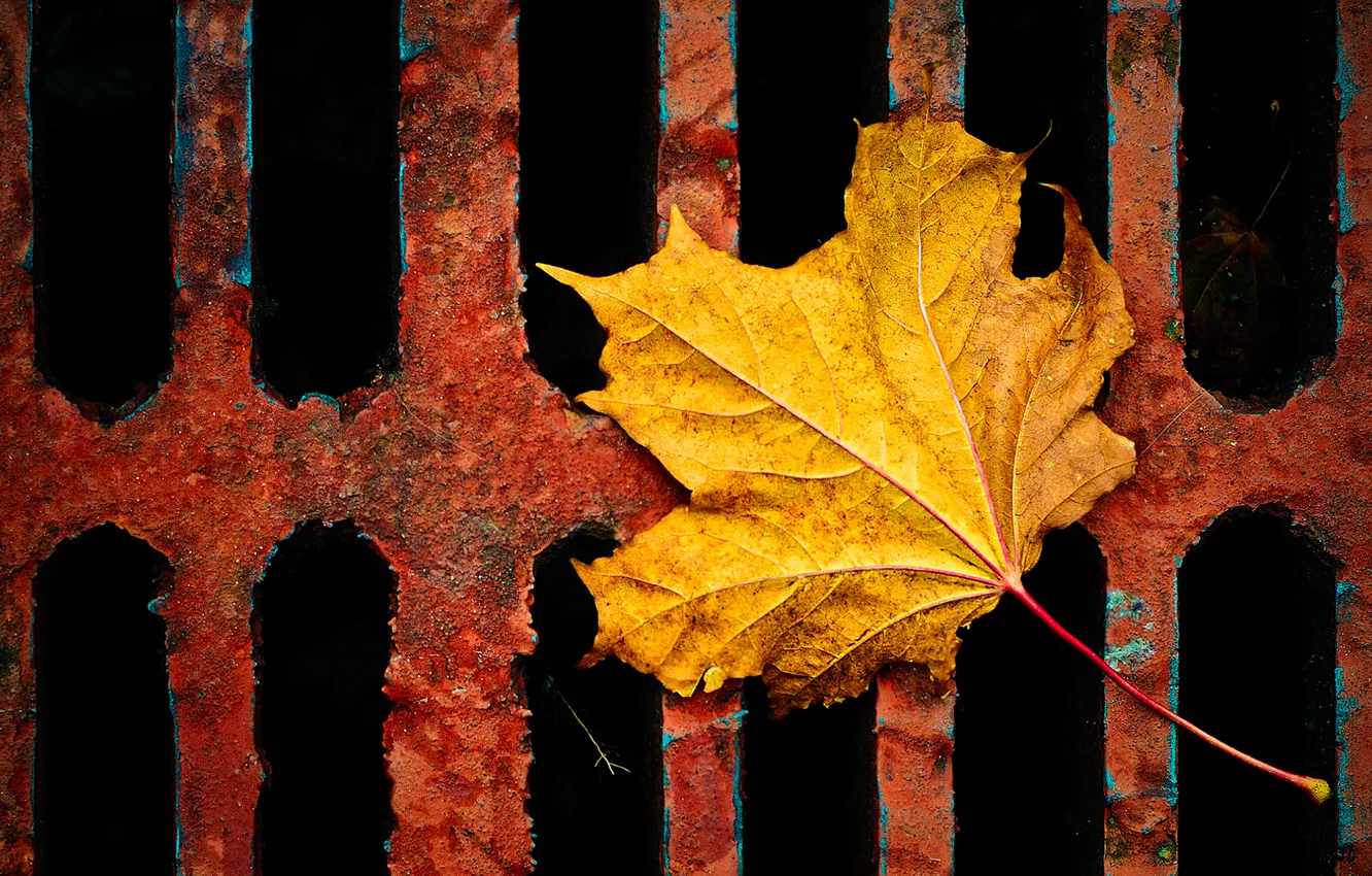 Photo wallpaper autumn, leaves, macro, yellow, sheet, leaf, color, grille
