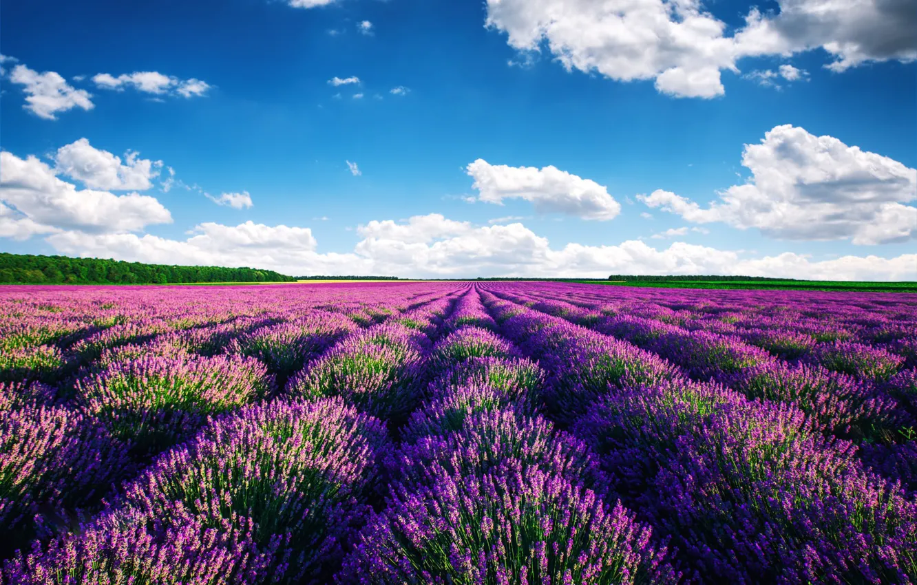 Photo wallpaper field, the sky, the sun, clouds, nature, lavender