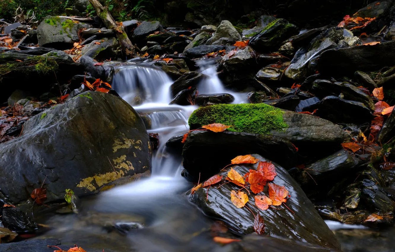 Photo wallpaper Nature, Stream, Autumn, River, Forest, Leaves, Stones