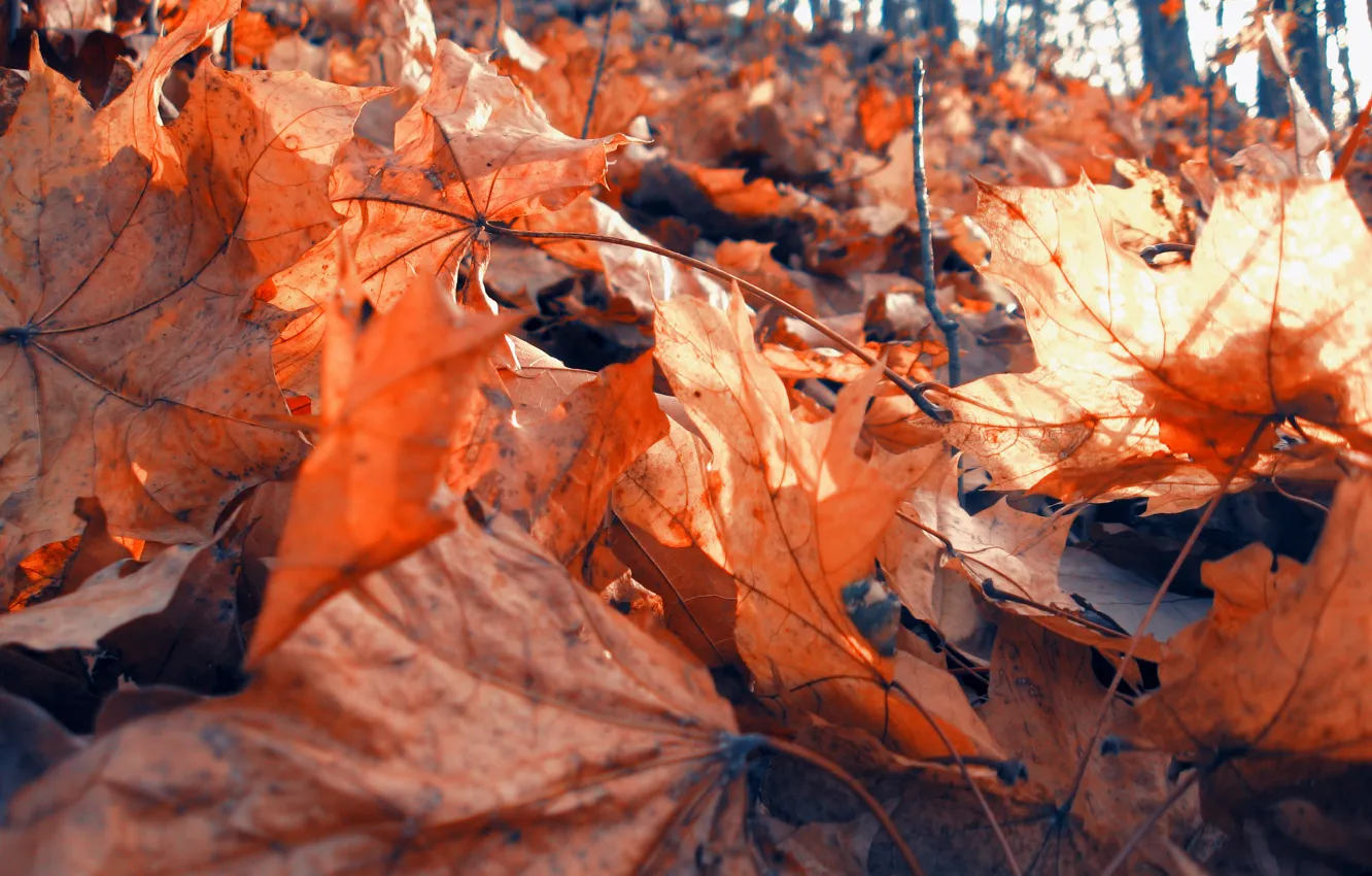Photo wallpaper forest, leaves, nature