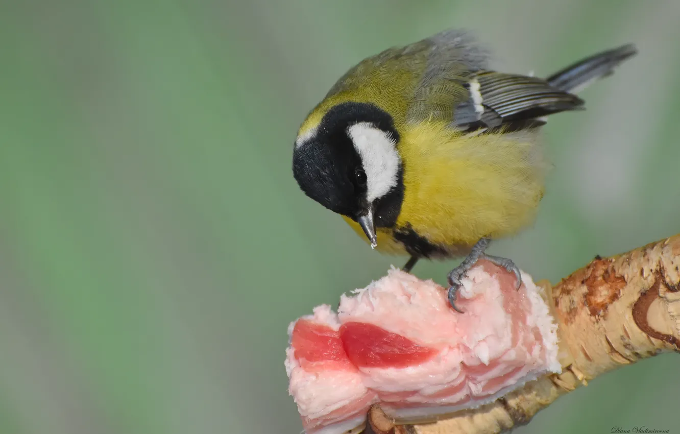 Photo wallpaper winter, bird, tit, photohunt