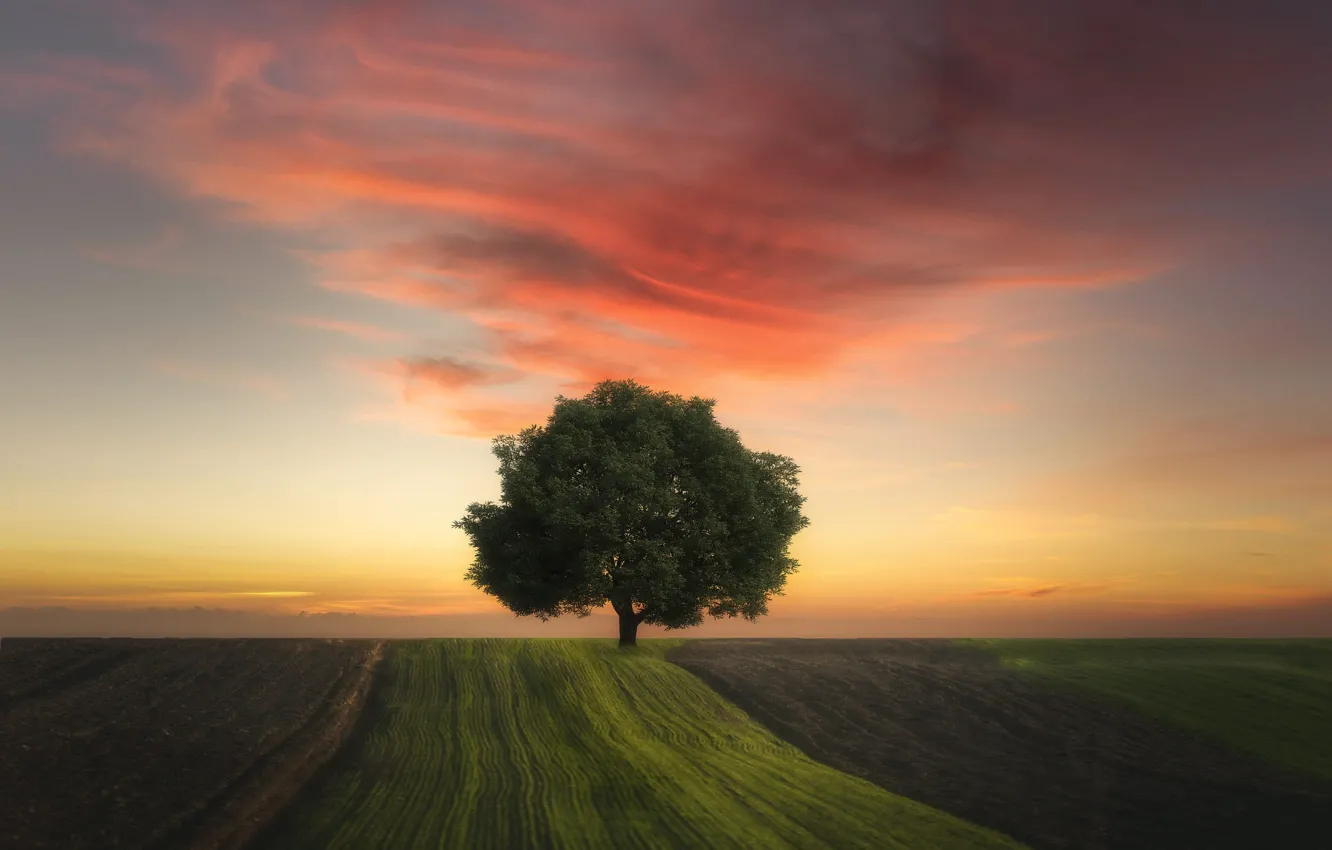 Photo wallpaper field, the sky, clouds, light, trees, rendering, dawn, morning