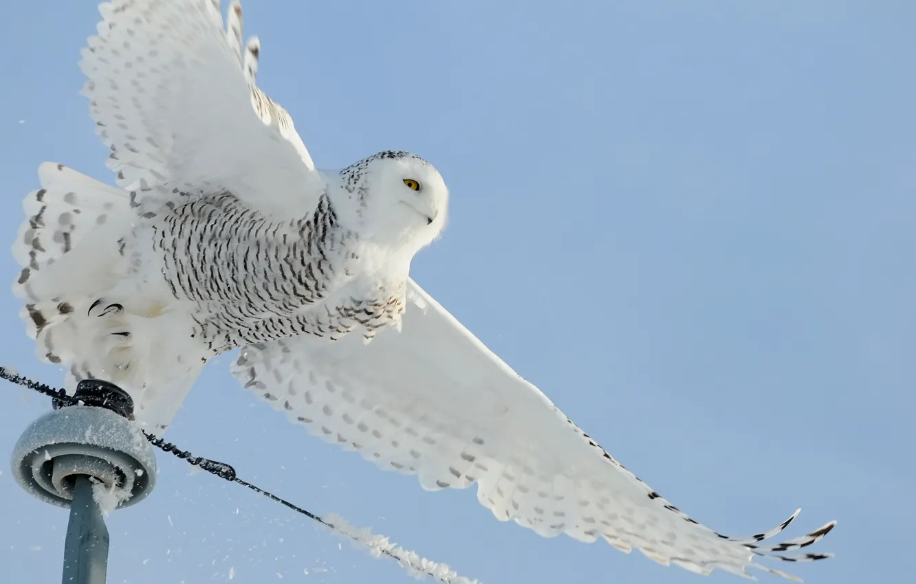 Photo wallpaper snow, owl, bird, wire, white, power lines