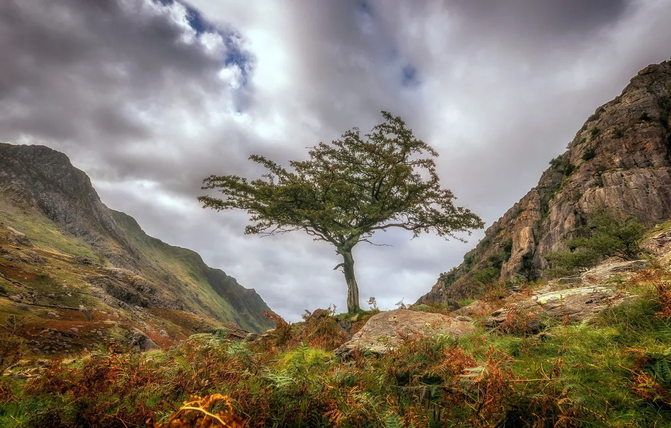 Photo wallpaper clouds, mountains, tree, Wales, Snowdonia