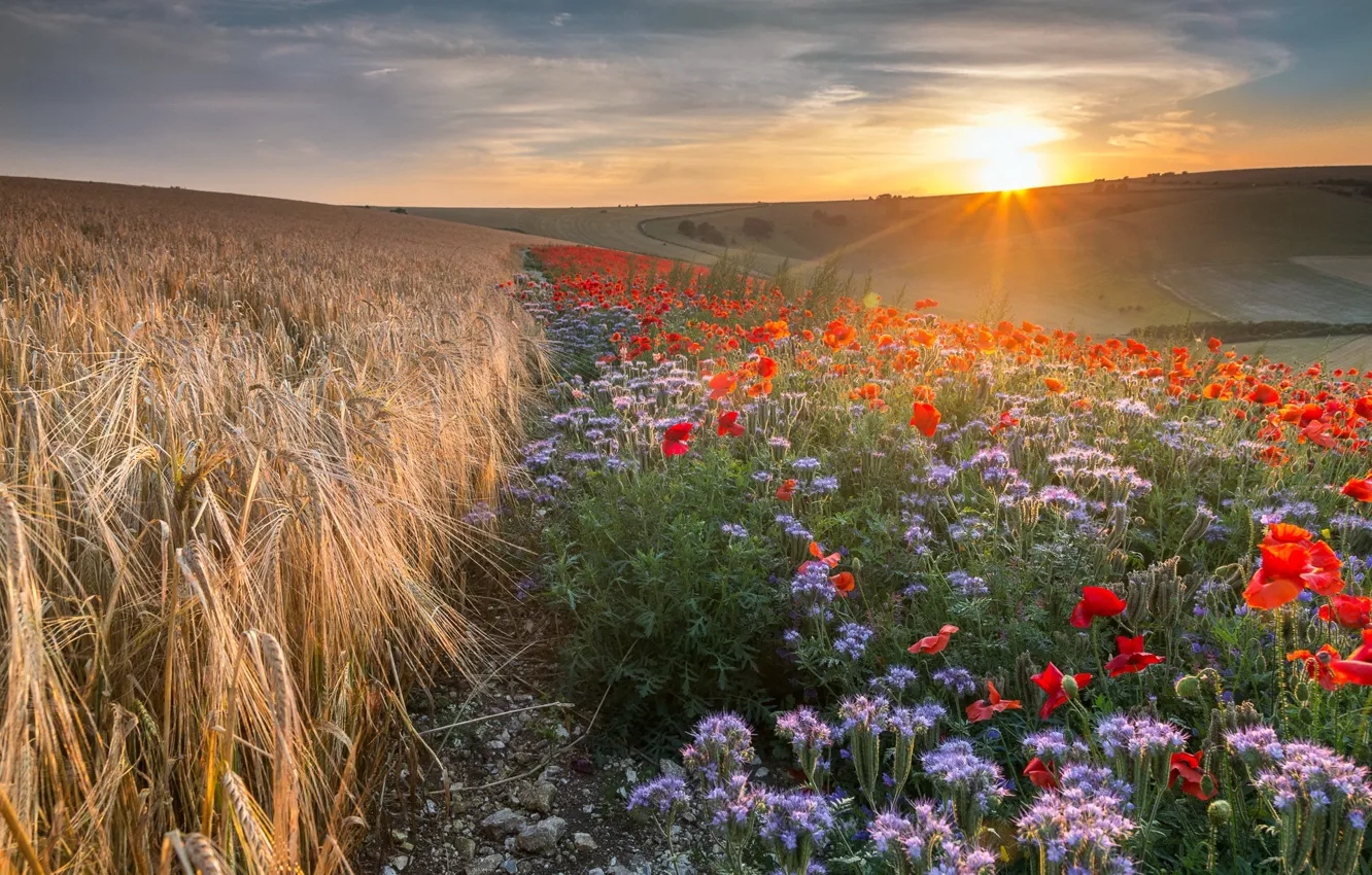 Photo wallpaper field, landscape, flowers, nature, morning, ears