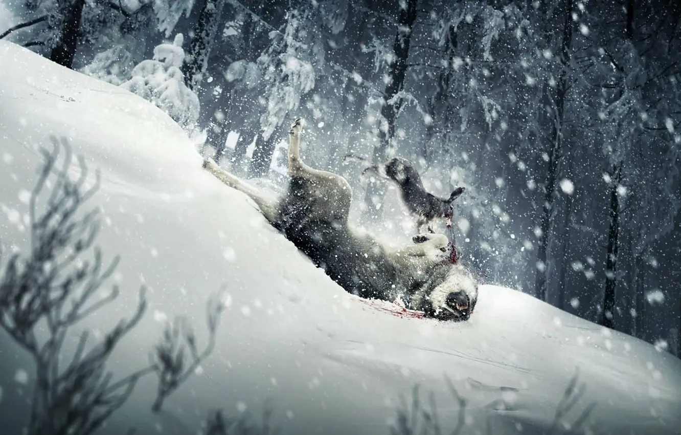 Photo wallpaper snow, wolf, Hare