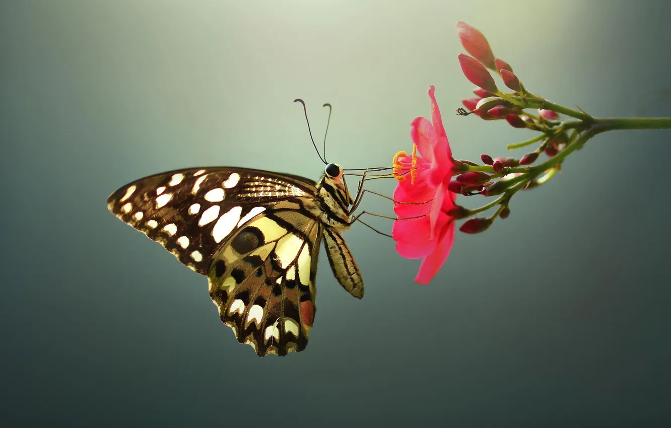 Photo wallpaper flower, macro, butterfly, insect