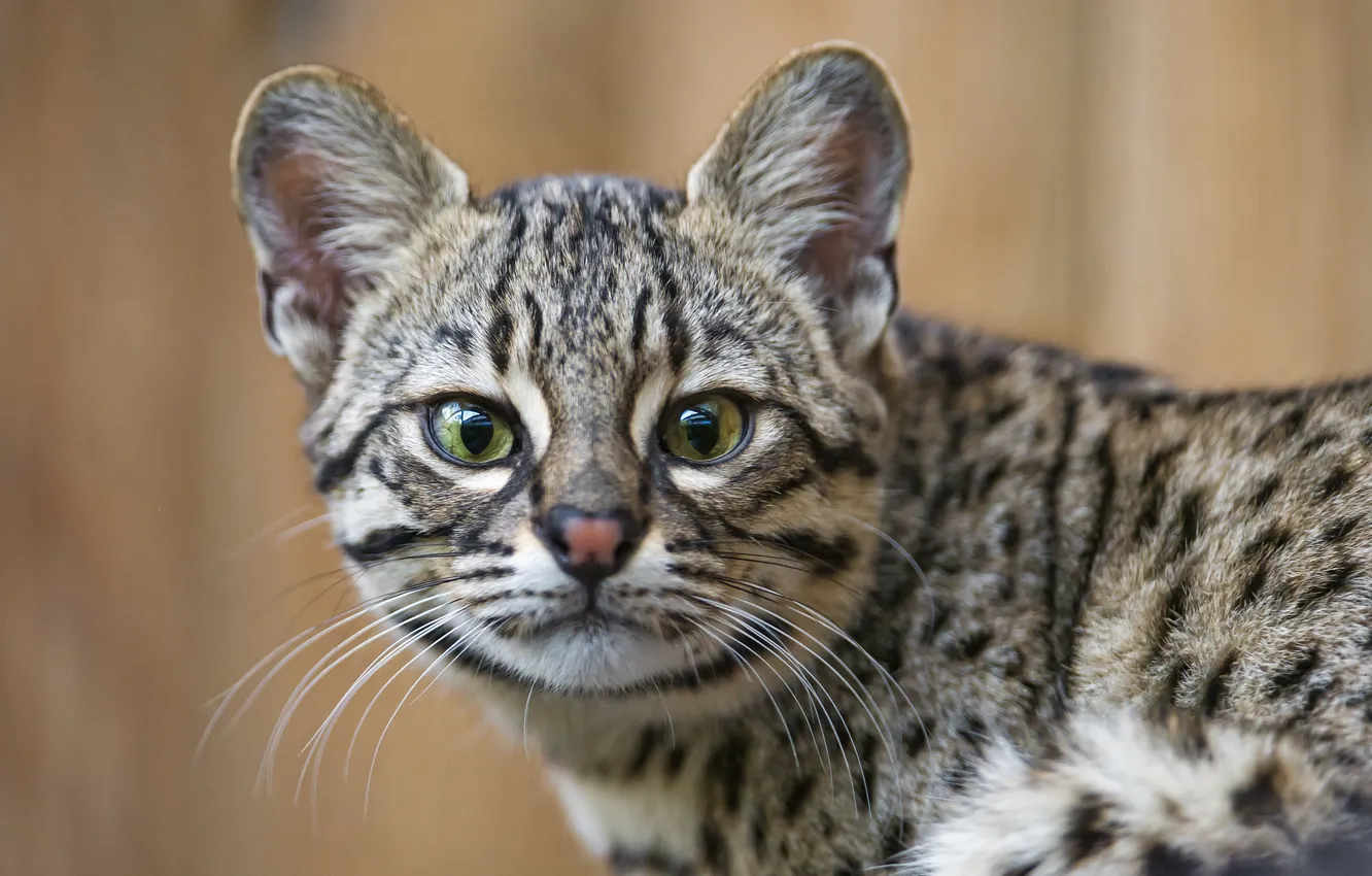 Photo wallpaper cat, look, face, ©Tambako The Jaguar, cat Geoffroy