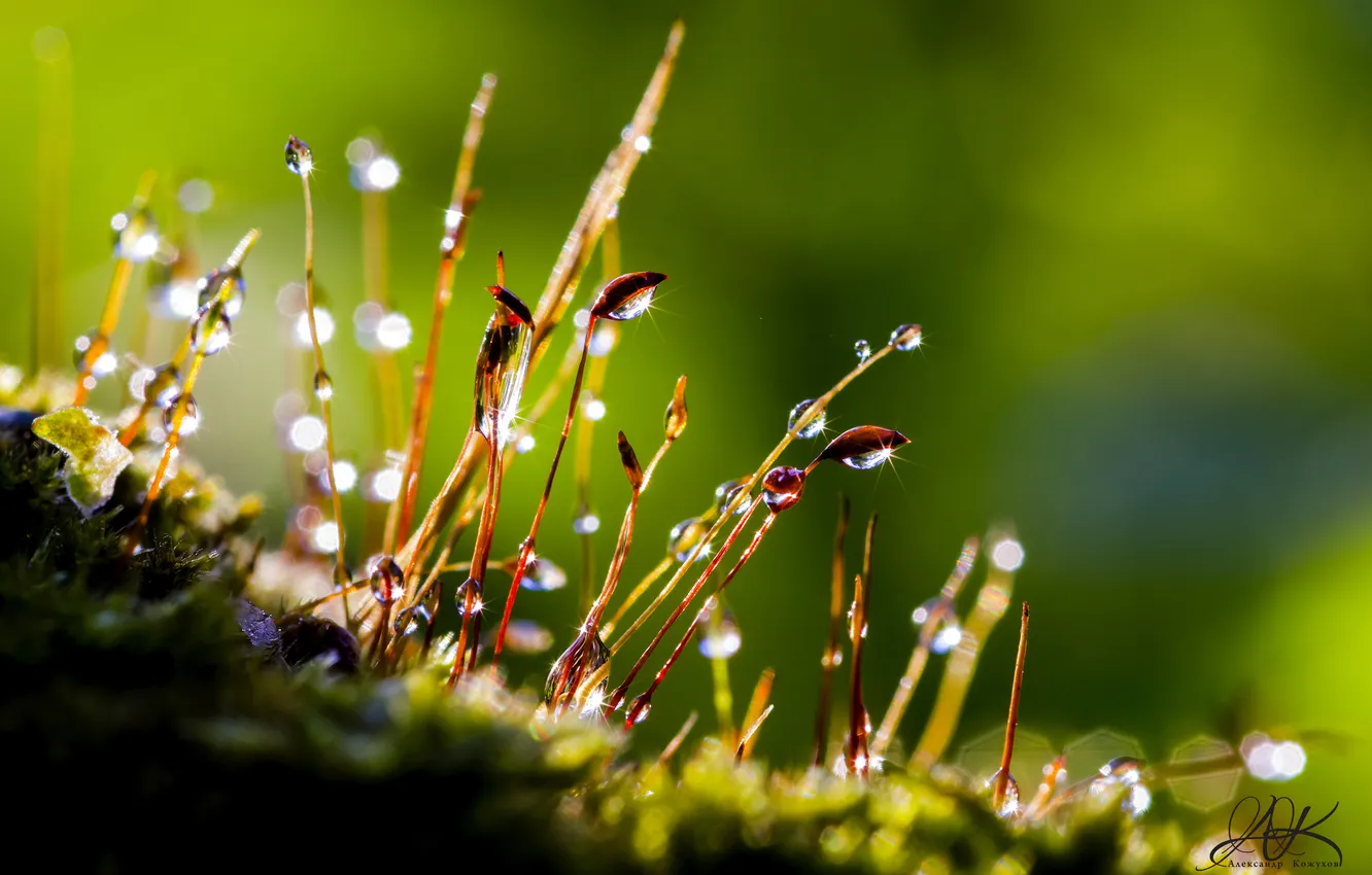 Photo wallpaper Rosa, moss, dew drops, Micropeza, dew on the grass