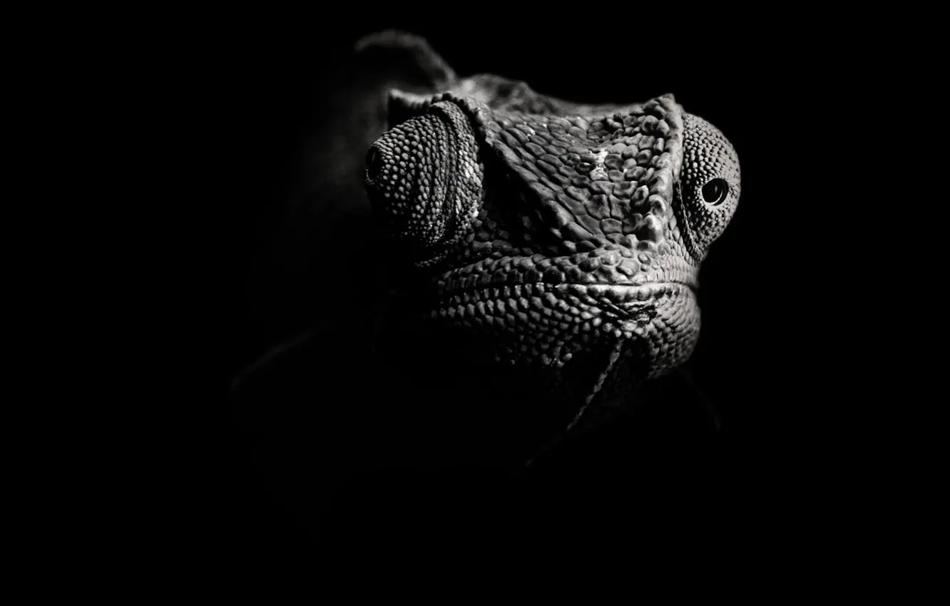 Photo wallpaper black and white, lizard, Chameleon