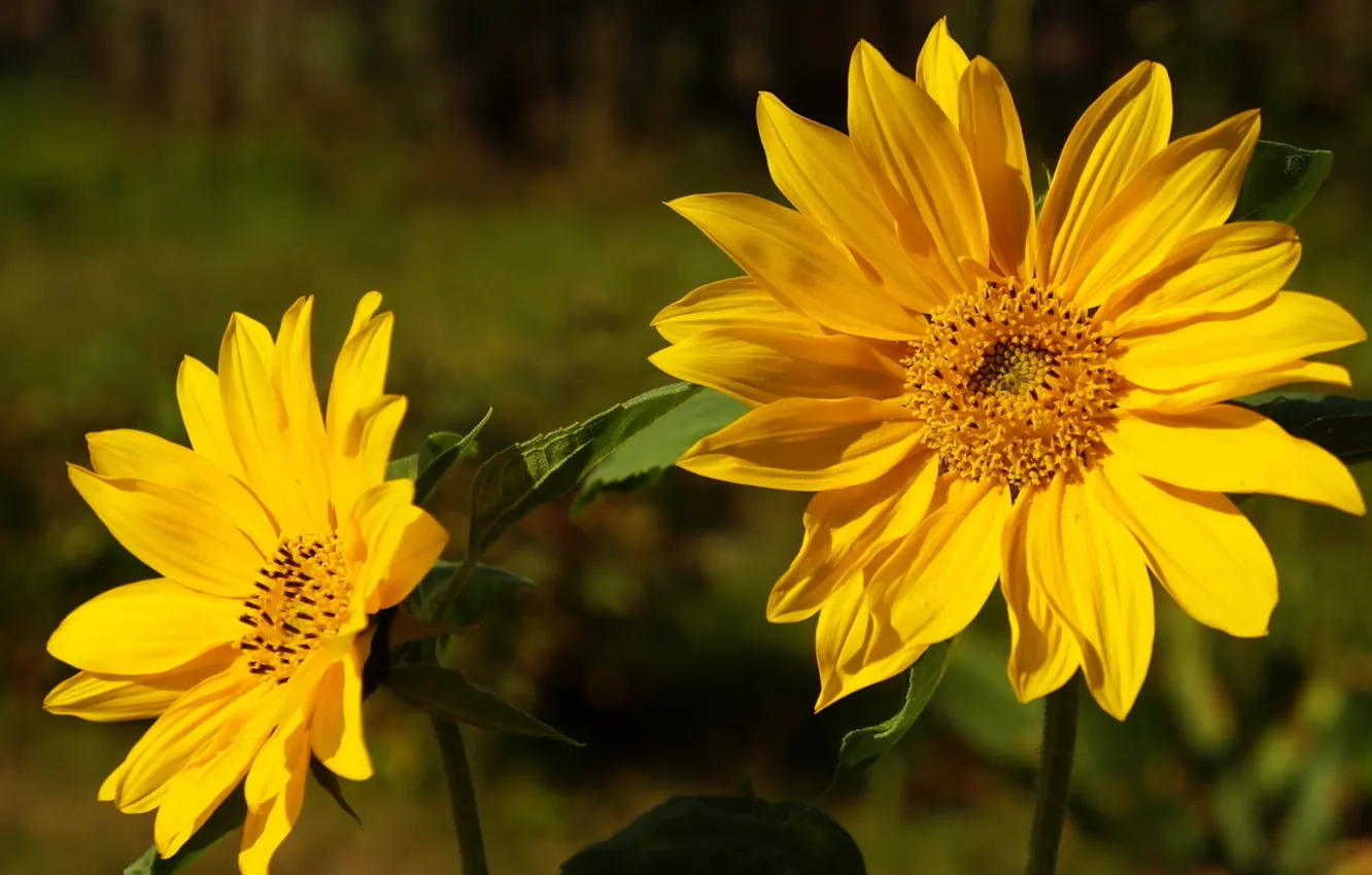 Photo wallpaper summer, flower, blooming