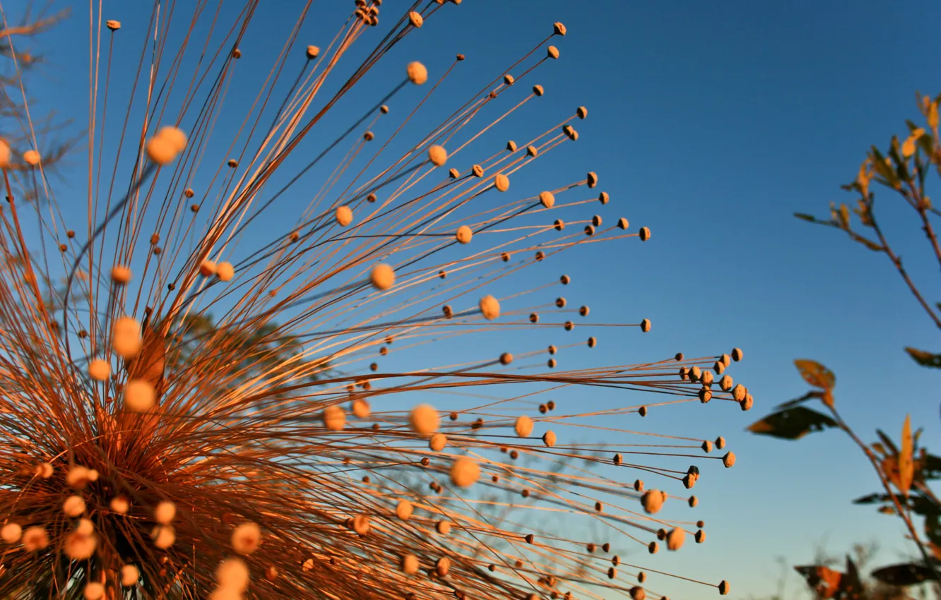 Photo wallpaper flower, leaves, tree, Closed