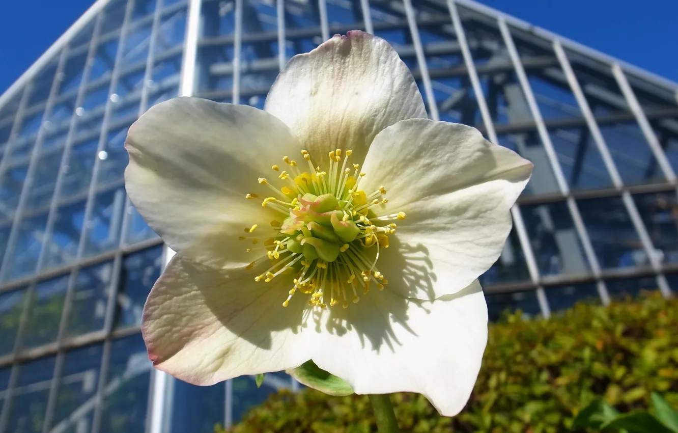 Photo wallpaper the city, Park, hellebore, Helleborus