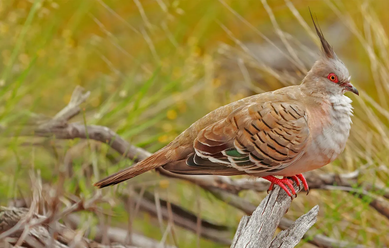Photo wallpaper nature, bird, Australia, Uluru-Kata Tjuta National Park, crested pigeon