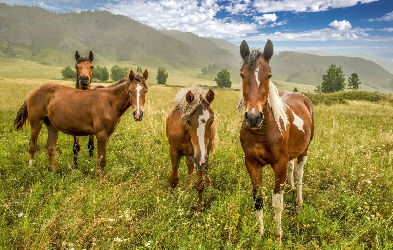 Photo wallpaper field, look, horse, horse